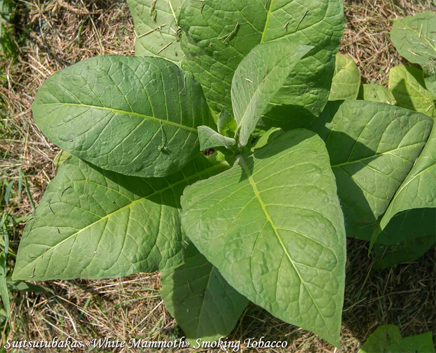 Smoking tobacco White Mammoth Suitsutubakas, Сигаретный табак Белый мамонт